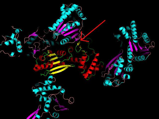 A clue as to the true dimer partner