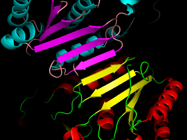 Beta-sheet formed between molecules