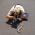 Brian photographing a blue tongued skink